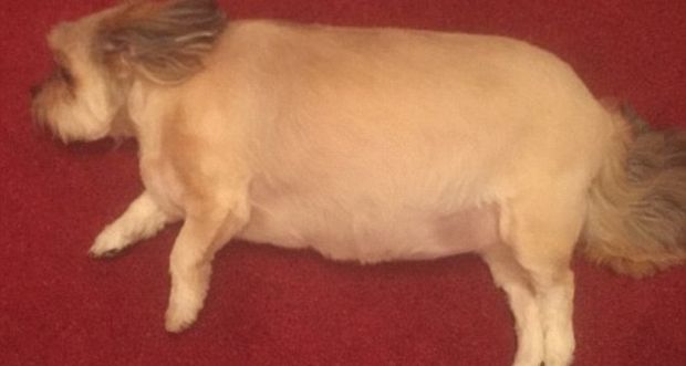 Tiny Dog Eats Family’s Entire Christmas Turkey