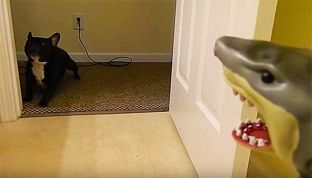 French Bulldog Named Swayze Reaches Breaking Point in Standoff With Shark Toy
