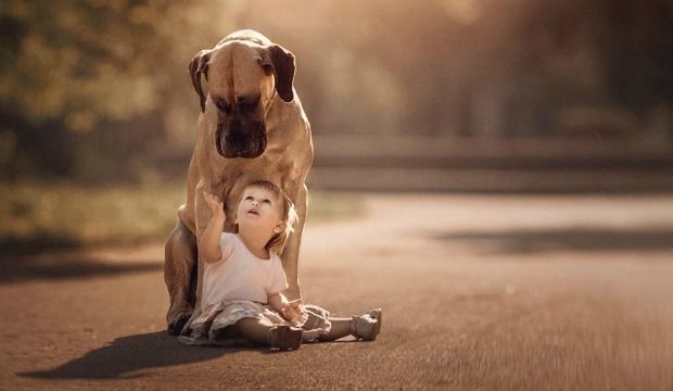 Source: Great Dane Andy Seliverstoff Photography/Facebook