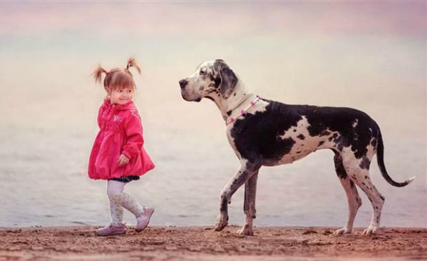 Source: Harlequin Great Dane Andy Seliverstoff/Revodana Publishing