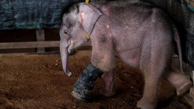 This Injured Baby Elephant Is Learning to Walk Again in a Swimming Pool