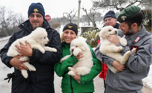 Three Sheepdog Puppies Found Alive After Italian Avalanche Gives Rescue Workers Hope