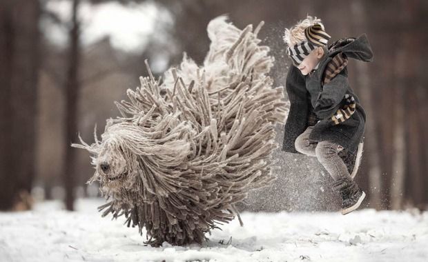 Source: Komondor Andy Seliverstoff Photography/Facebook