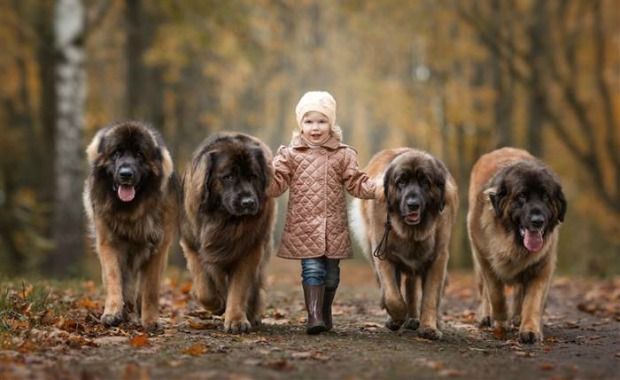 Source: Leonbergers Andy Seliverstof/Revodana Publishing