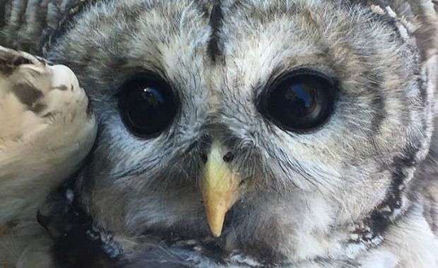 October Owl Rescued Source: Whately Police Department/Facebook
