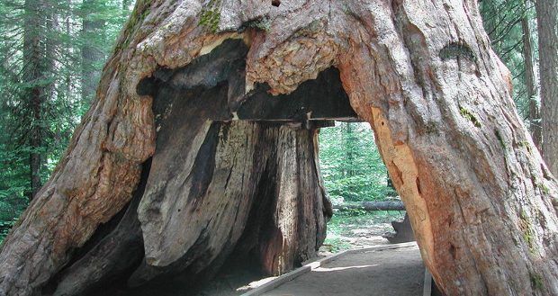 pioneer cabin tree