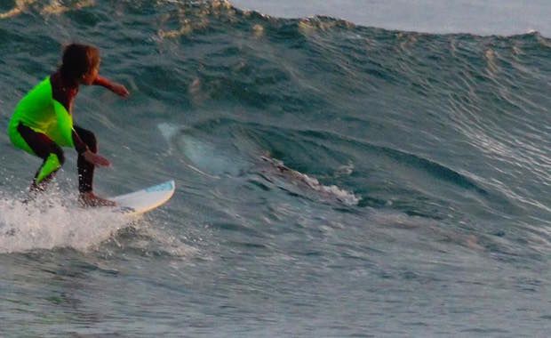 Young Australian Surfer Rides a Wave With a Shark Next to Him