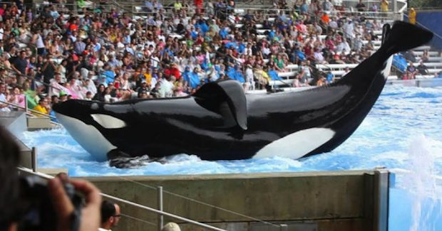 Tilikum, SeaWorld’s Famous Orca and Star of ‘Blackfish’ Documentary, Has Died