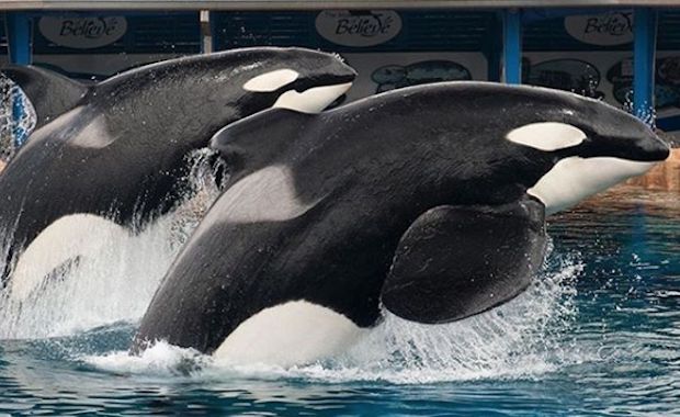 Source: Instagram seaworldorlando