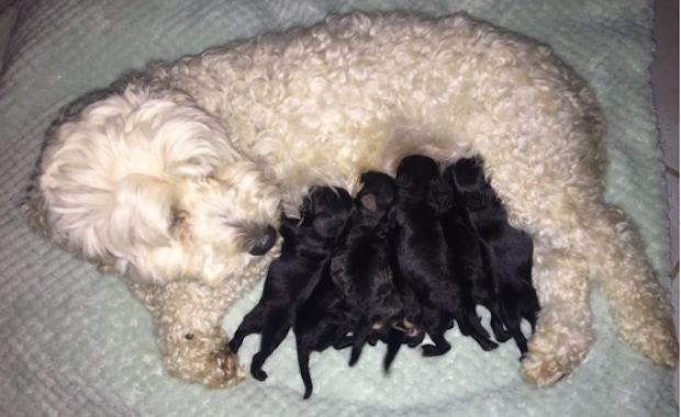 puppy paternity test