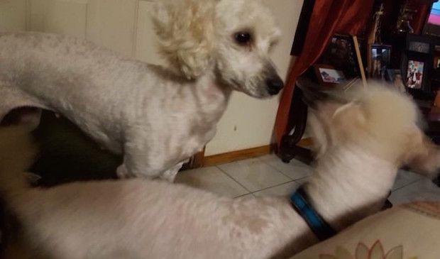 puppy paternity test