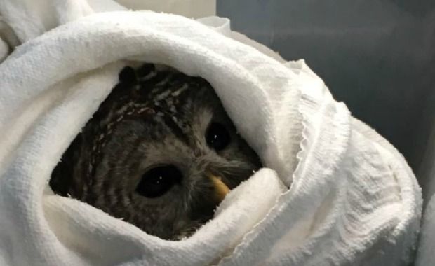 Massachusetts Police Sergeant Becomes Owl Rescuer Twice in 3-Month Span