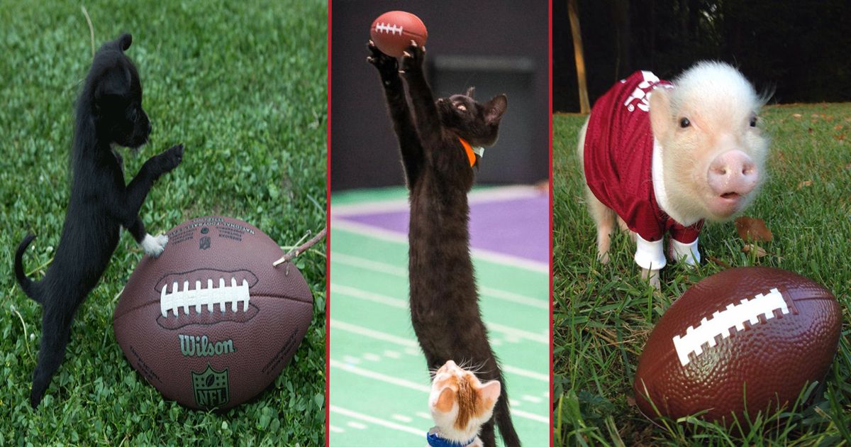 Check Out These Animals Playing Football in Preparation for the Super Bowl