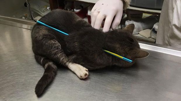 Source: GoFundMe/Help for Sparky - shot by arrow!