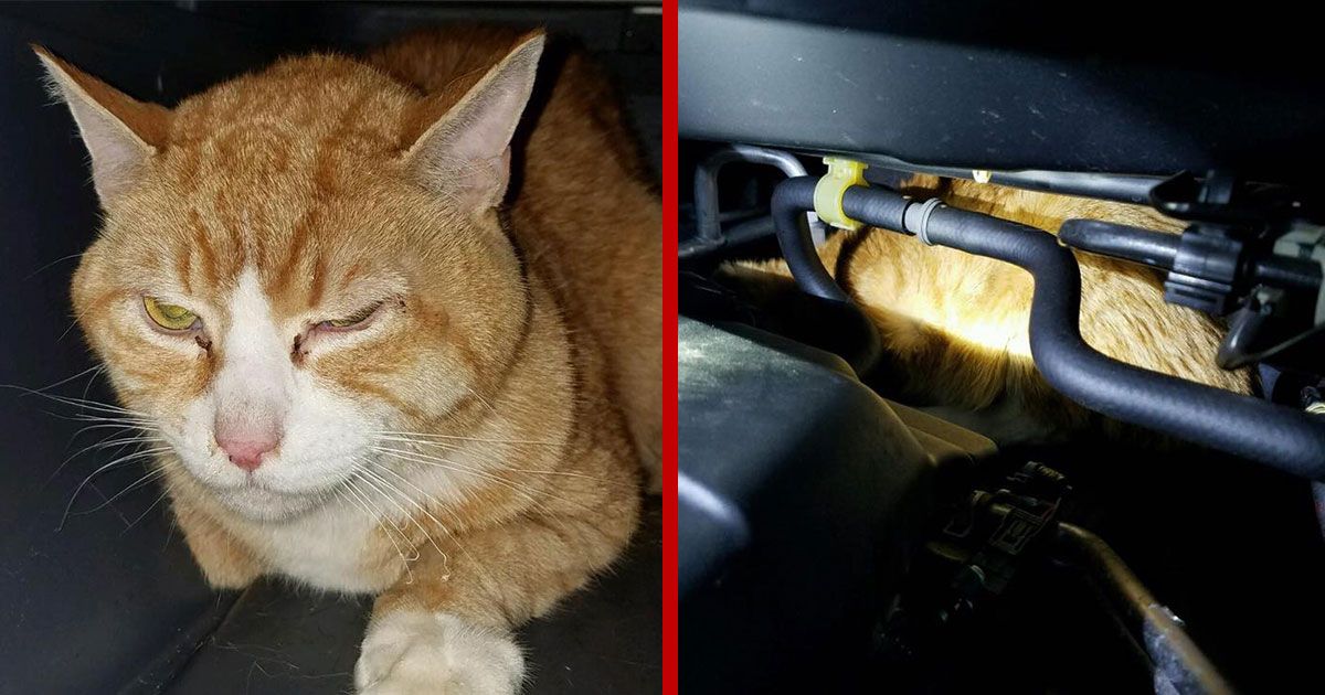 This Brave Cat Survived a 225-Mile Journey Trapped Under a Minivan Hood