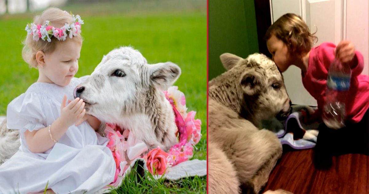 A 2-Year-Old Helped Her Mom Care for a Baby Cow After the Mother Cow Died