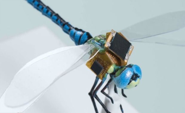 DragonflEye Steering Drone to Be Used on Real Dragonflies
