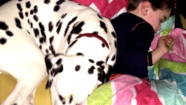 lux the dalmatian leo aol video