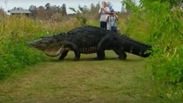 Video of Massive ‘Dinosaur’ Gator Goes Viral