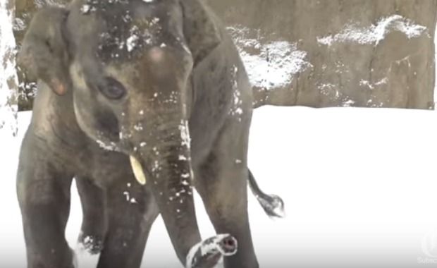 Oregon Zoo Animals Enjoy Snow day