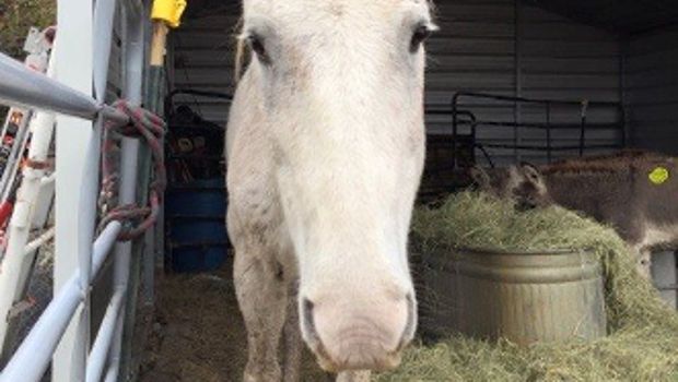 This Old Horse Posed as a Donkey to Avoid Slaughter