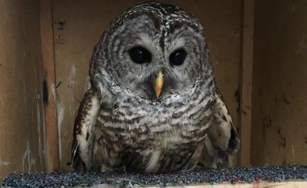 Owl named Oscar Source: Whately Police Department/Facebook
