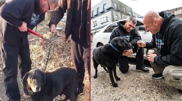Dog Chained up for 15 Years Is Rescued and Finally Living the Dog Life