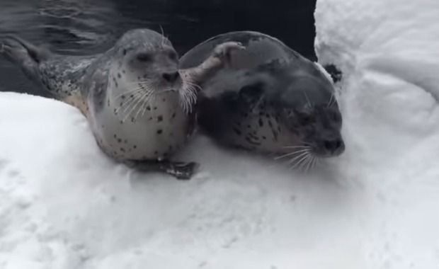 Source: The Oregonian/YouTube