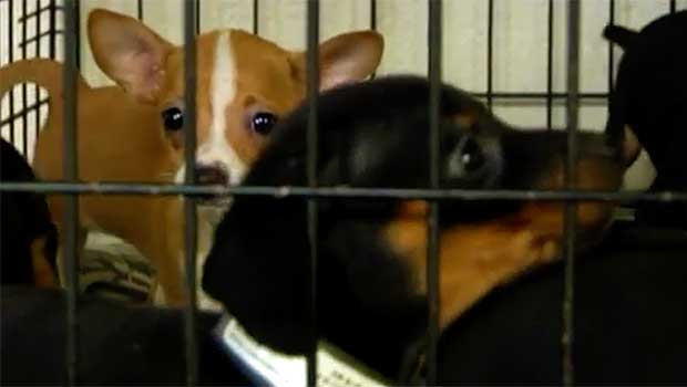 Cargo Van Rolls Over, Spills Over 100 Puppies on Highway; No Major Injuries Reported