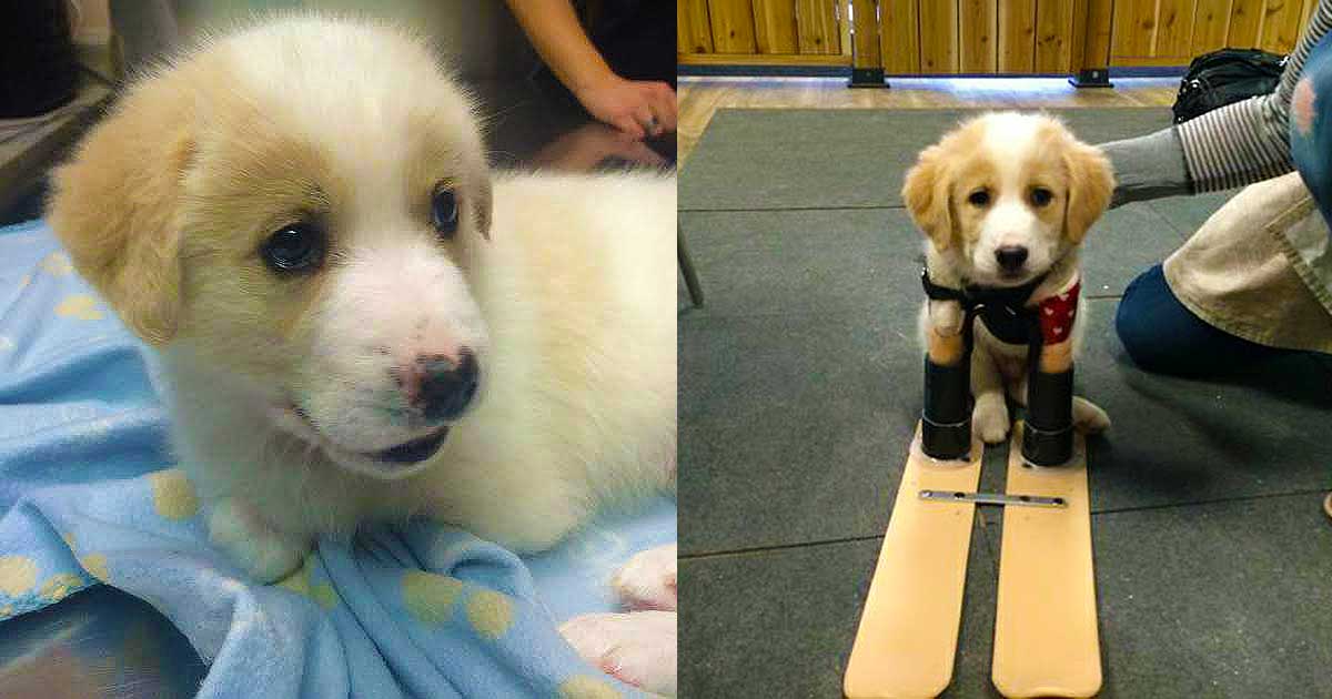 Puppy Born Without Front Legs and Left to Die in Trash Bag Gets Second Chance