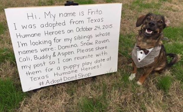 This Dog Had a Family Reunion Thanks to a Viral Facebook Post