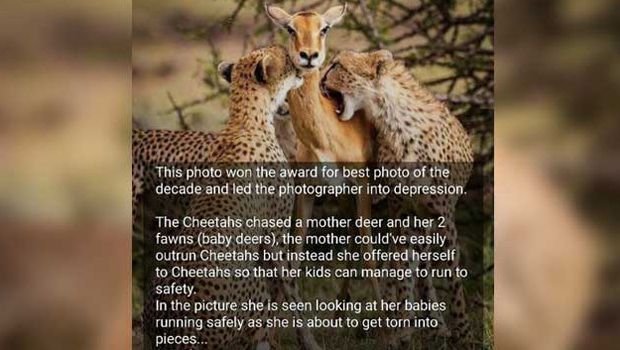 The Story Behind This Viral Wildlife Photo Is Fake