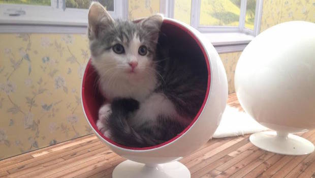 Keeping Up With the Kattarshians