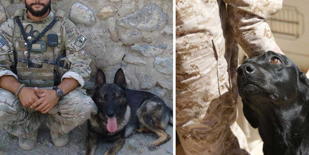 13 Military Working Dogs That Will Fill Your Heart With Pride