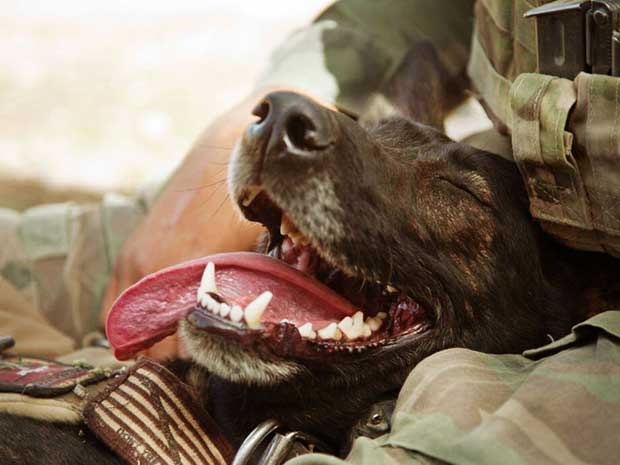 military working dogs