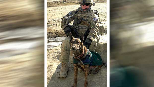 military working dogs