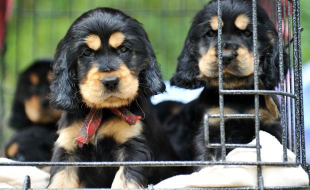 San Francisco Approves Adoption-Only Pet Stores