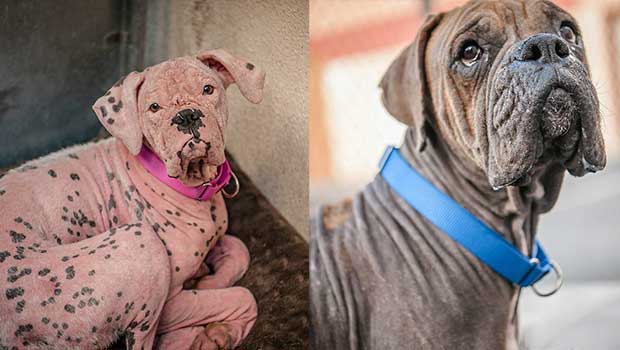 Abandoned ‘Pink Dalmatian’ and Her Brother Now Awaiting Adoption at Shelter
