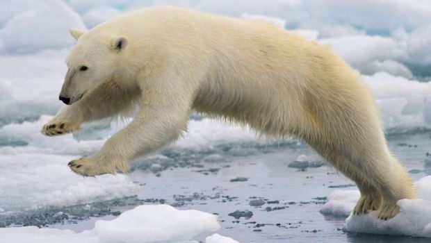 New Study Claims Half of World’s Mammals At Risk Due to Climate Change