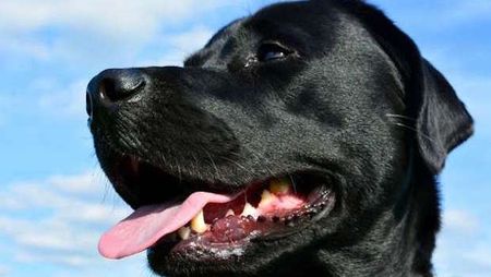 This Dog was Rescued from a Gator Attack by His Dog-Sitter