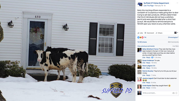 Suffield Cows