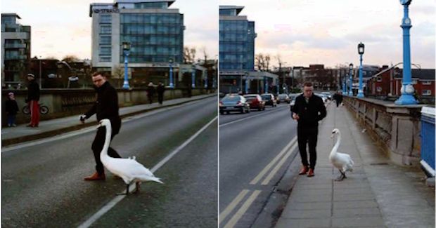 After Seeing a Swan Out of Place, One Man Turned Into a ‘Swan Whisperer’ and Guided it Back Home