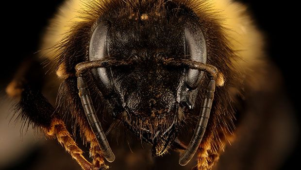 Trump Administration Sued for Delaying Protections to Endangered Bumblebees