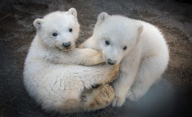 Columbus Zoo Shares Incredibly Cute Pictures of 3-Month-Old Polar Bear Cubs