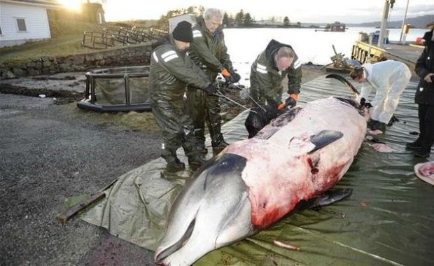 A Beached Norway Whale Found With 30 Plastic Bags in Its Stomach