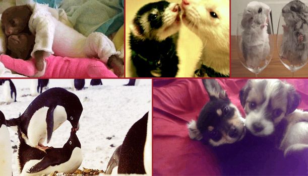 Let Animals Be the Ones in Love This Valentine’s Day
