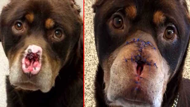 Grueling Surgery Gives Dog Found With Nose and Ears Removed a Second Chance at Life