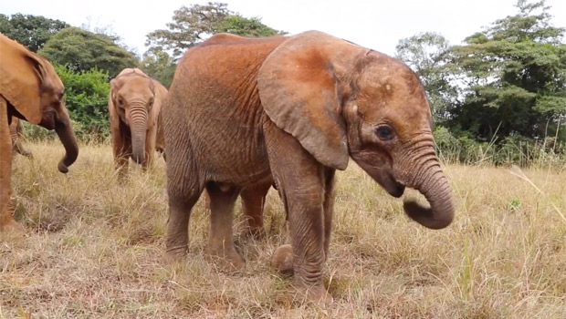 baby elephant