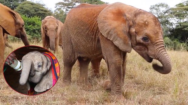 This Orphaned Baby Elephant Was Miraculously Rescued Before Starving to Death