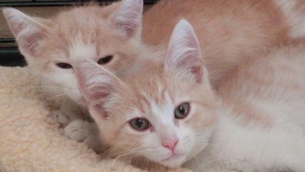 These Adorable Cat Siblings Were Reunited Thanks to Tinder